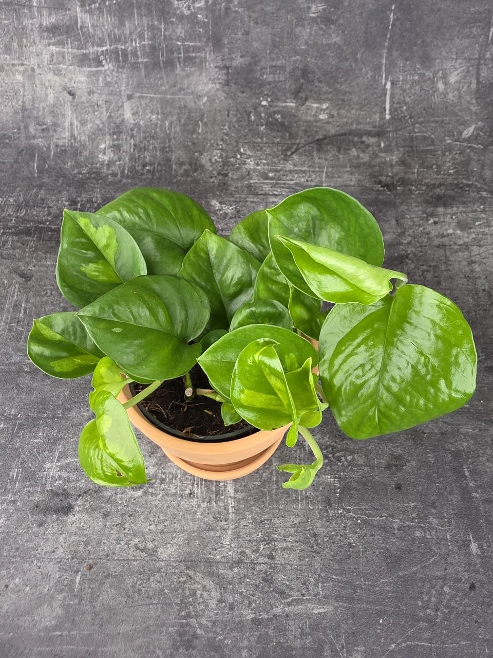 Epipremnum Global Green 12 cm